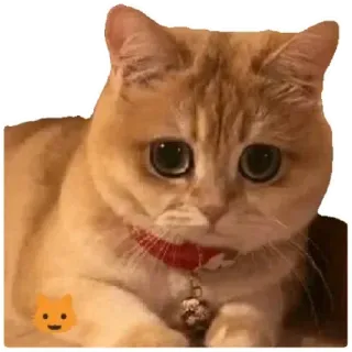 😸 cat, cute, pet, animal, kitten, domestic, feline, orange cat telegram sticker