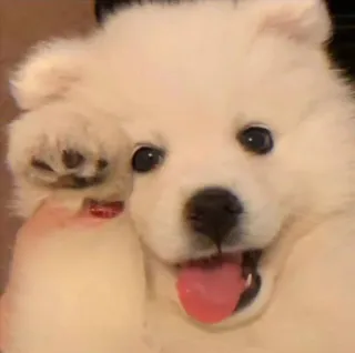 👋 perro, cachorro, lindo, animal, samoyedo telegram sticker
