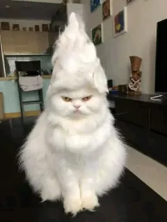 😡 gatto, bianco, soffice, arrabbiato, cappello telegram sticker
