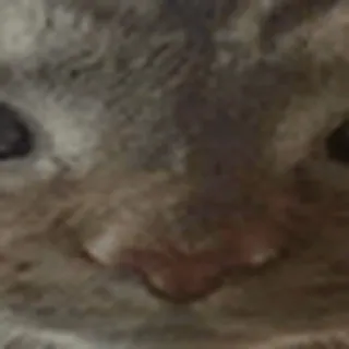😾