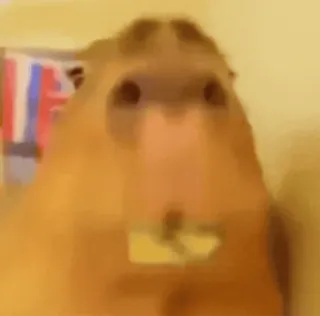 😋 capivara, roedor, animal telegram sticker
