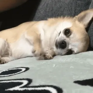 🐾 cão, chihuahua, animal de estimação, animal, fofo, deitado whatsapp sticker