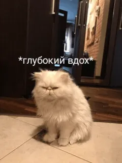 😟 *глубокий вдох* telegram sticker
