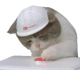 ☹ chat, casque de chantier, construction, animal whatsapp sticker