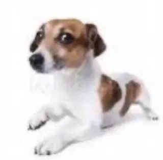 😰 dog, animal, pet, cute telegram sticker