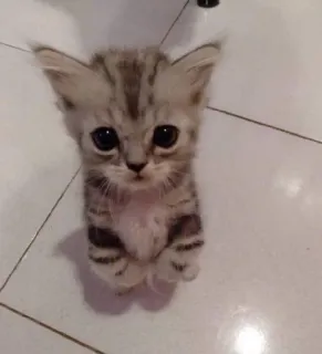 🥺 猫, 子猫, 可愛い, 動物, ペット, 縞模様, ネコ whatsapp sticker