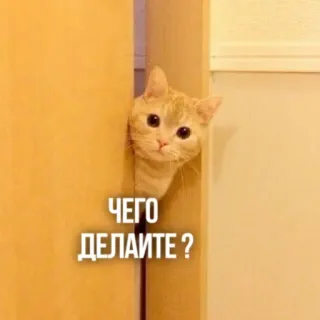👀 ЧЕГО ДЕЛАЕТЕ ? แมว, แอบมอง, น่ารัก, ประตู, ลูกแมว, รัสเซีย, คำถาม telegram sticker