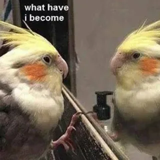 😧 what have i become oiseau, cockatiel, reflet, miroir, animal de compagnie, animal telegram sticker