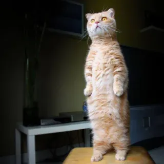 👀 gato, gato em pé, gato laranja, gato doméstico, felino, animal telegram sticker