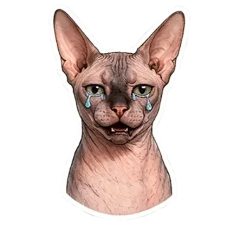 🥲 Sphynx cat telegram sticker