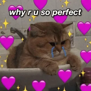 🍥 why r u so perfect gato, coração, fofo, meme, perfeito, adorável, amor telegram sticker