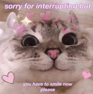 🍥 sorry for interrupting but you have to smile now please gato, gatinho, corações, fofo, sorriso, meme, reconfortante telegram sticker
