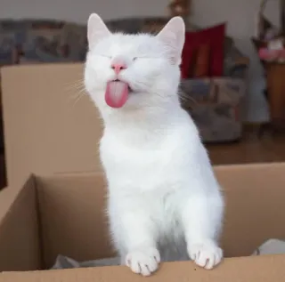 🍑 cat, animal, pet, white cat, tongue out, funny, cute, adorable telegram sticker