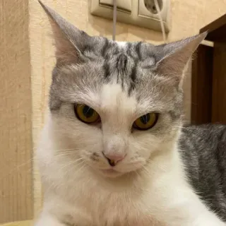 🤬 chat, animal de compagnie, animal, félin, chat domestique, mignon whatsapp sticker