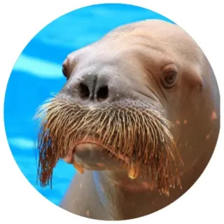😐 Mors, Zwierzę, Foka, Ssaki, Zwierzę morskie, Dzikie zwierzęta telegram sticker