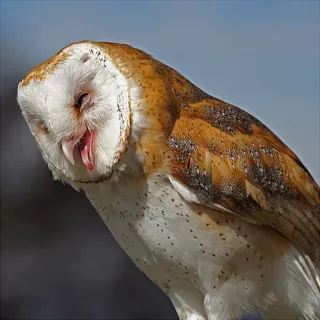 barn owls telegram stickers
