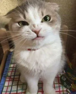 😡 猫, 生气, 表情包, 动物, 宠物, 搞笑 telegram sticker