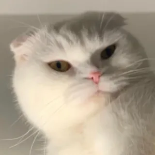 🤨 kat, Scottish Fold, witte kat, huisdier, dier, schattig telegram sticker