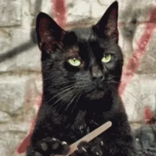 🤨 chat, couteau, animal, mème whatsapp sticker