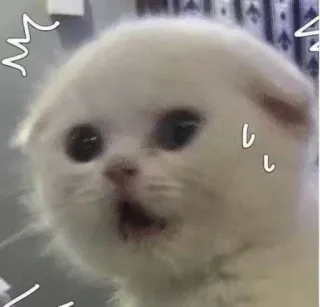 🙁 고양이, 새끼고양이, 충격, 귀여운, 웃긴, 동물, 애완동물 telegram sticker