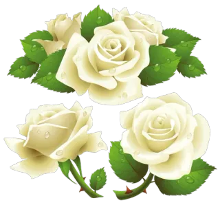 🌺 Blumen, Rosen, Weiße Rosen, Blumenmuster, Natur, Pflanzen whatsapp sticker