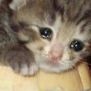 😥 chat, chaton, triste, animal, mignon, animal de compagnie telegram sticker