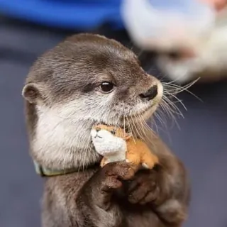 🦦 nutria, animal, mono, fauna, mamífero, juguete telegram sticker