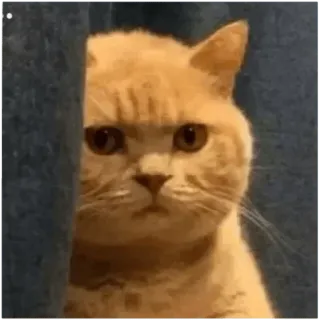 😐 cat, orange cat, animal, peeking, meme telegram sticker