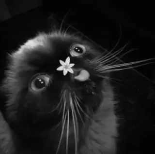 🐈‍⬛️ кот, цветок, черно-белый, животное, милый, питомец telegram sticker