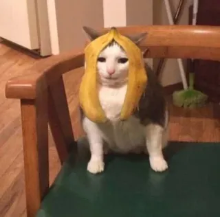 🍌 cat, banana, funny, animal, pet, cute, meme whatsapp sticker