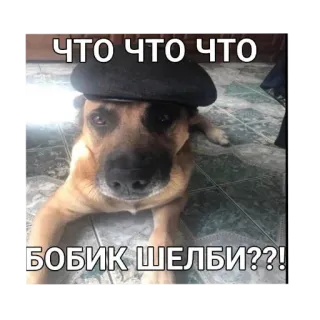🐶 ЧТО ЧТО ЧТО
БОБИК ШЕЛБИ??! chien, mème, russe, drôle, animal telegram sticker