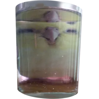 👽 bird, pet, animal, parakeet, water, glass telegram sticker