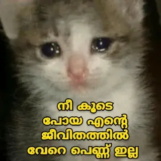 🥺 നീ കൂടെ പോയ എന്റെ ജീവിതത്തിൽ വേറെ പെണ്ണ് ഇല്ല cat, sad, crying, malayalam telegram sticker