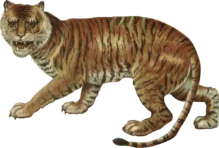 🐅 tigre, animale, fauna selvatica, felino, predatore, natura, mammifero whatsapp sticker