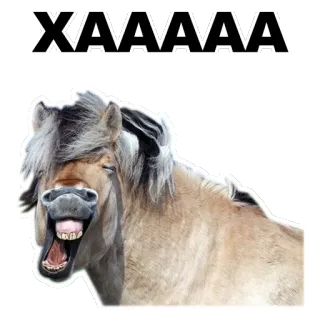 😂 XAAAAAA cheval, animal, drôle, mème, rire whatsapp sticker