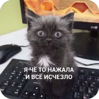 🫥 Я ЧЁ ТО НАЖАЛА И ВСЁ ИСЧЕЗЛО cat, kitten, computer, keyboard, funny, oops, error, pet, confused telegram sticker