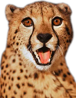 😮 cheetah, animal, wildlife, big cat, feline, mammal whatsapp sticker
