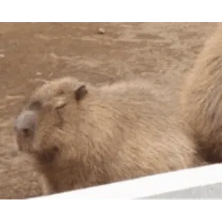 💤 capybara, animal, rongeur, mignon, nature whatsapp sticker