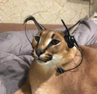 🌟 cat, floppa, caracal, headset, animal telegram sticker