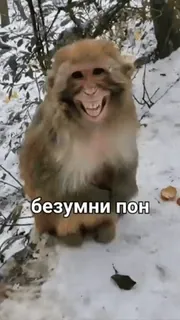 🐒 безумни пон 猿, 動物, 面白い, ミーム, テキスト, ジョーク whatsapp sticker