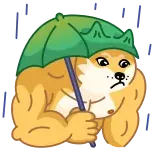 😒 doge, hond, meme, paraplu, gespierd, gespierd whatsapp sticker