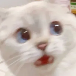 Zuzu & Nana Reactions telegram stickers