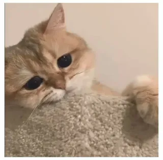 ‼️ Katze, süß, Haustier, Kätzchen, Tier telegram sticker