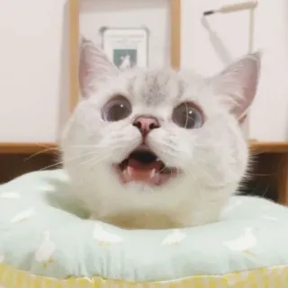 🐱 cat, pet, animal, cute, kitten whatsapp sticker