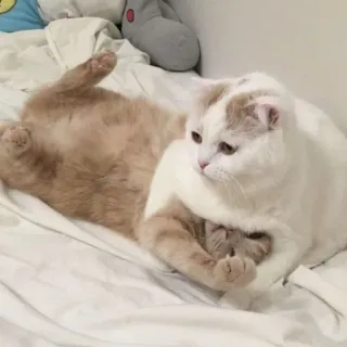 😾 猫, 猫, 動物, 子猫, 可愛い, ペット, 家畜 telegram sticker