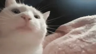 😁 猫, 白い猫, ペット, 動物 telegram sticker