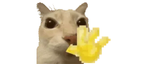 👋 kucing, jari tengah, meme, menyinggung, kasar, stiker whatsapp sticker