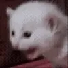 😾