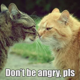 😋 Don't be angry, pls gatos, animales, lindo, disculpa, humor, amistad telegram sticker