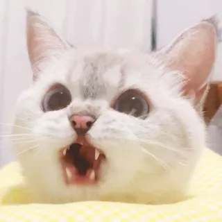 😖 cat, kitten, animal, pet, cute, angry, funny whatsapp sticker